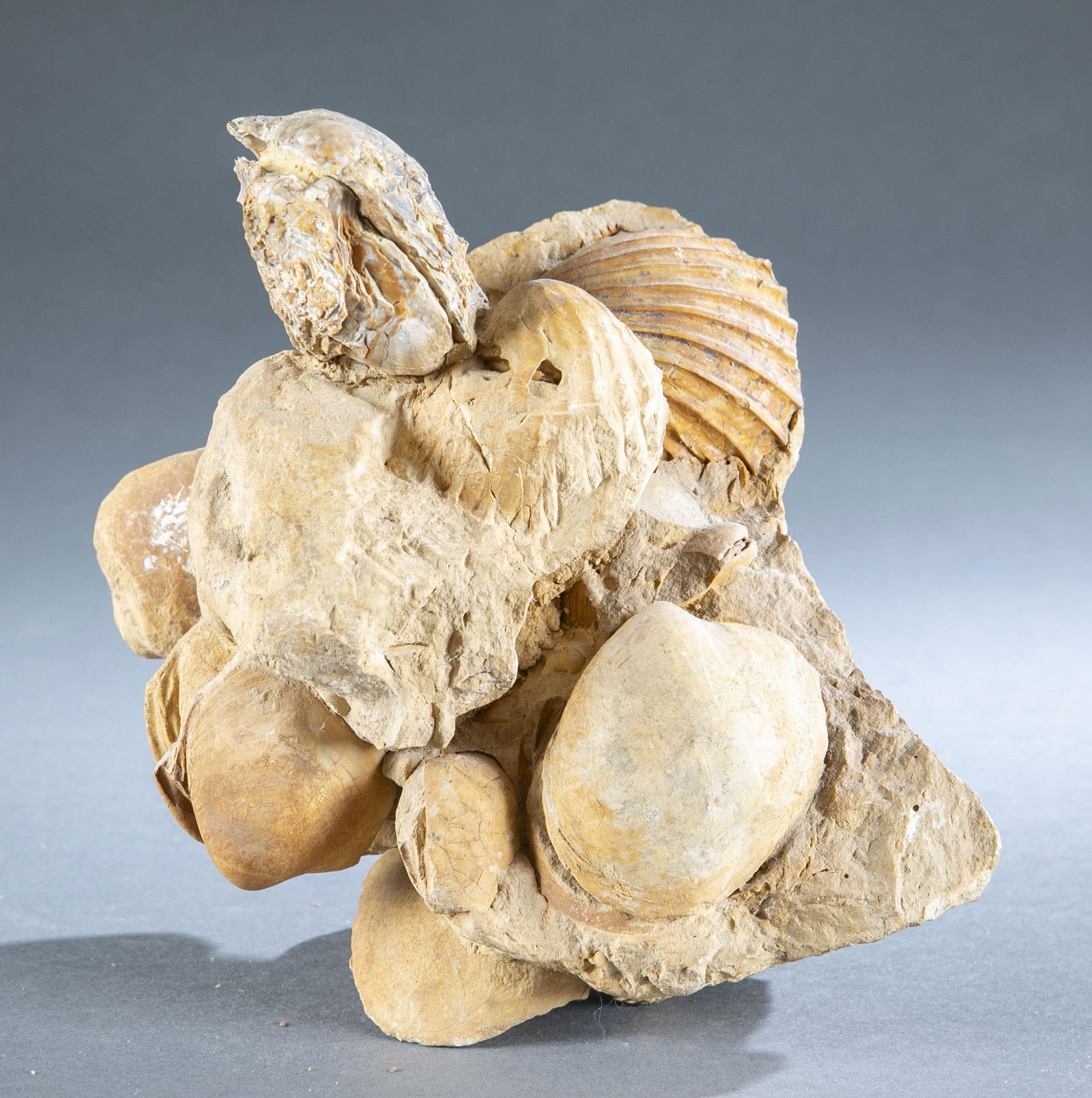 Mollusk fossil. (1 of 3)