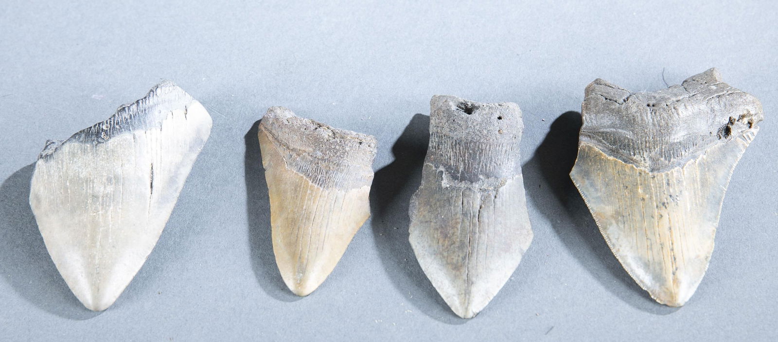 4 Megalodon teeth fossils.: A group of four fossils of Megalodon teeth. Largest: 4 3/4" x 3 1/4".Provenance: The Pete Cecere Folk Art Collection.