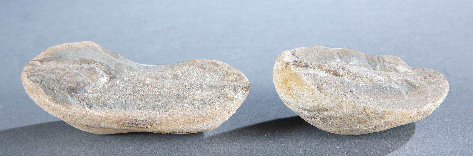 2 Fish fossils. (1 of 4)