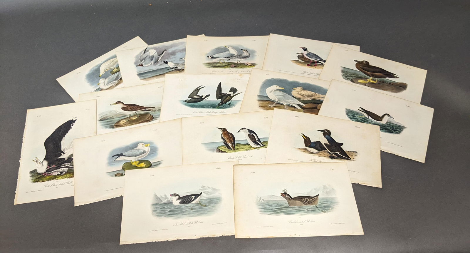 Birds of America. (1 of 1)