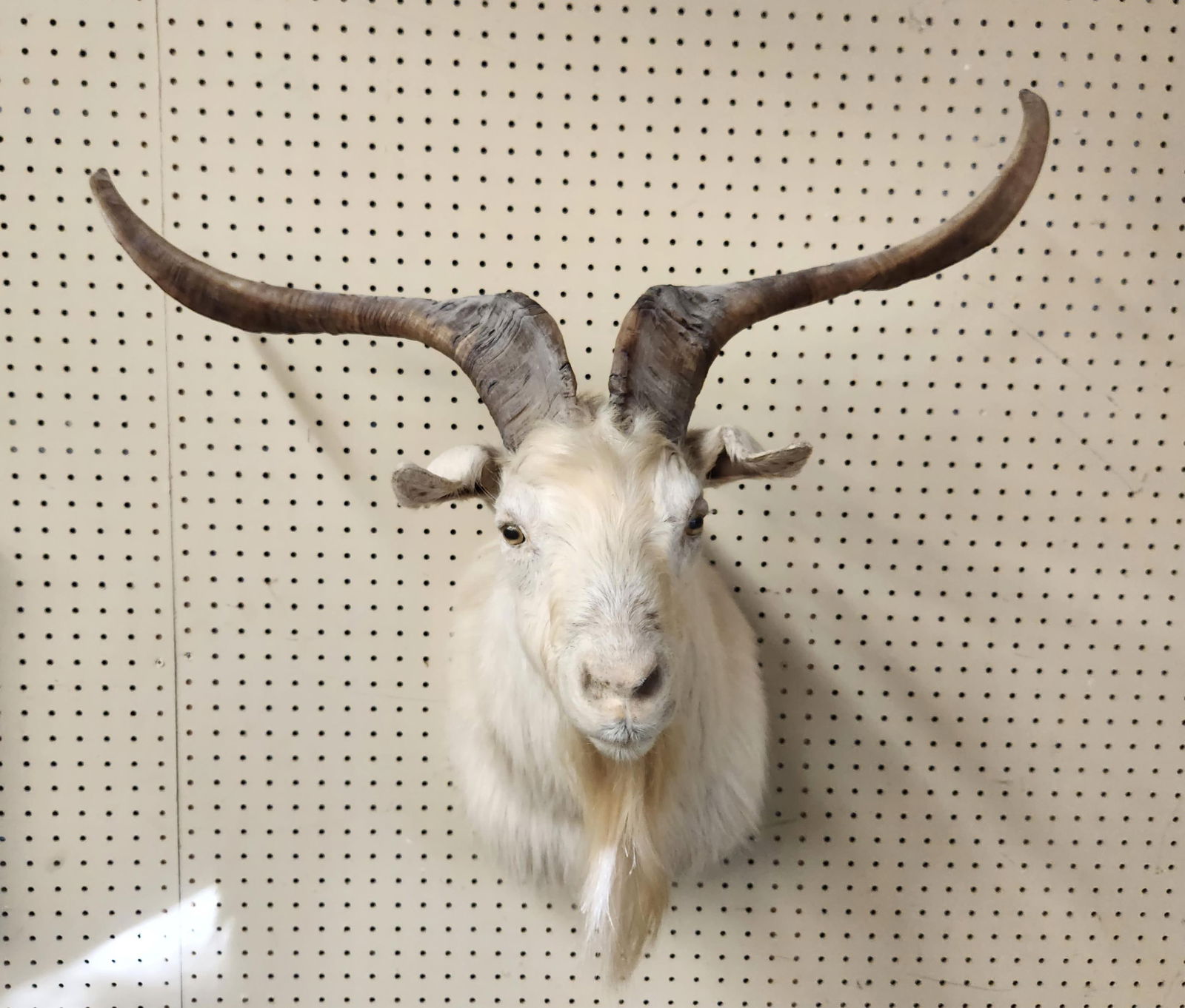 New Zealand Catalina Goat Mountain Goat taxidermy mount.: A New Zealand Catalina Goat taxidermy shoulder mount. 25" x 28 1/2" x 17".