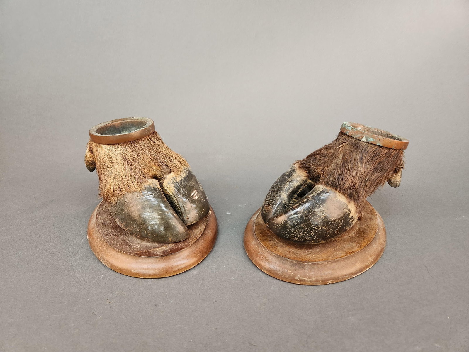 2 Cape Buffalo foot ash trays.: A pair of South Africa Cape Buffalo foot ash trays on wood bases. 5" 8" x 7".