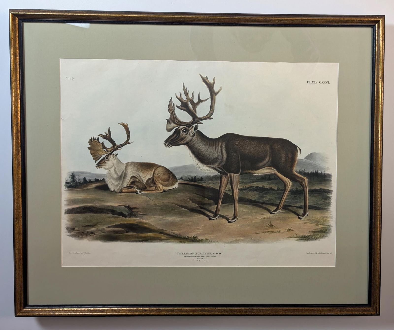 Audubon. Caribou or American Rein-deer, 126 (1 of 3)