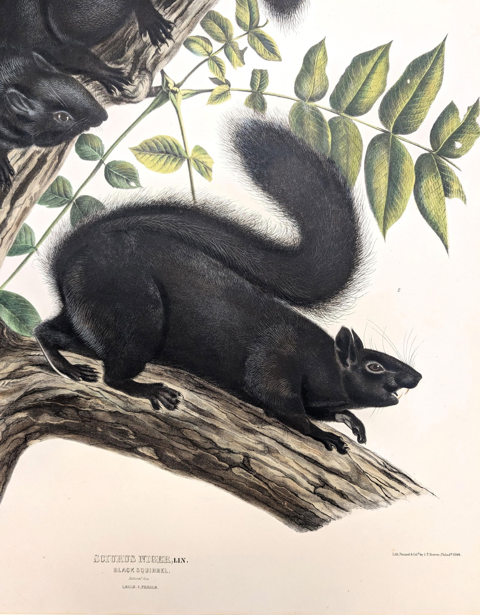 Audubon. Black Squirrel, 35. Imperial Folio. (1 of 3)