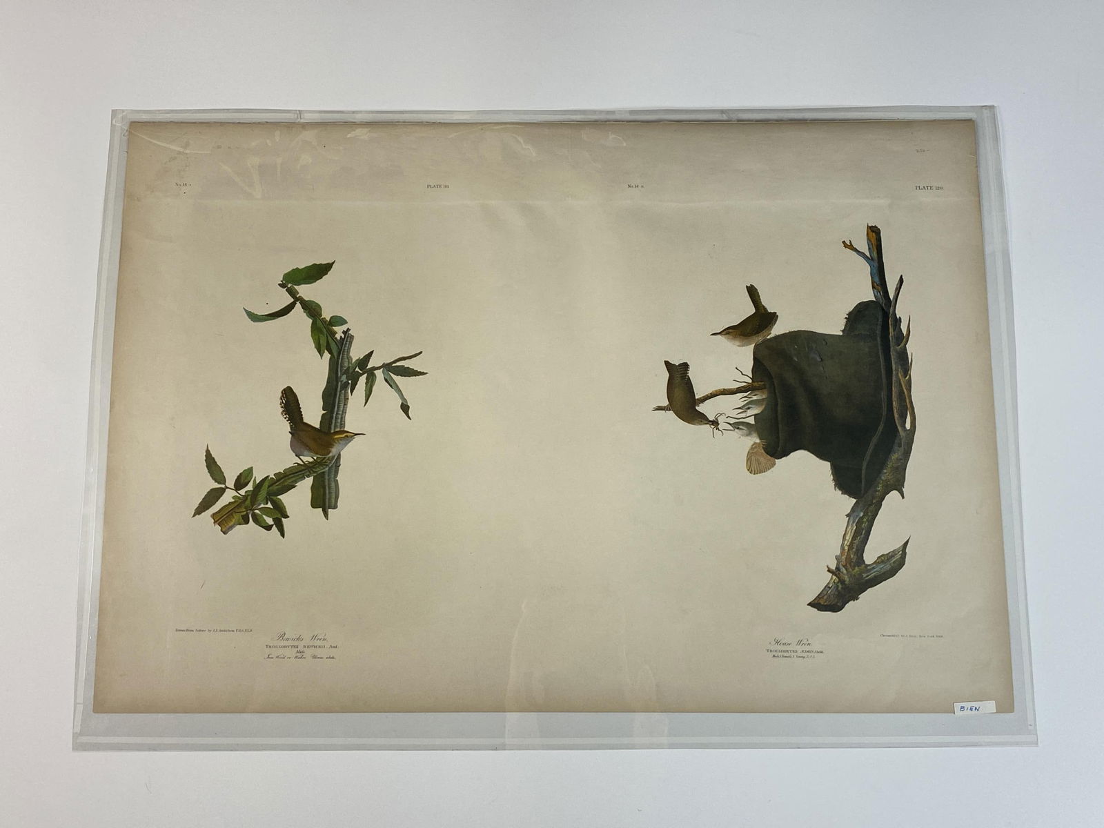19th C Audubon Bien Edition Two Plate Double Sheet (1 of 1)