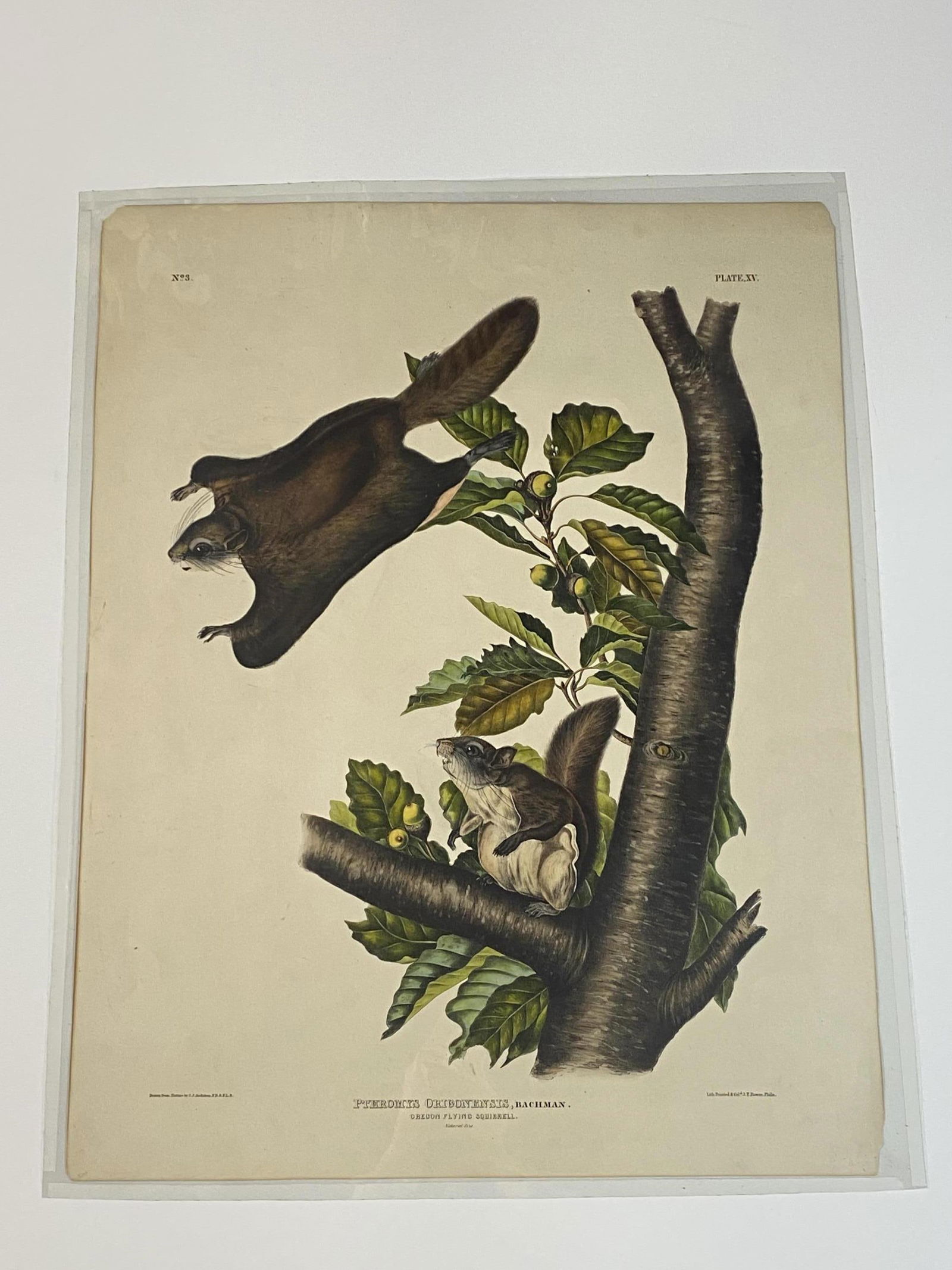 19th C. Audubon Imperial Folio Flying Squirrel. (1 of 1)
