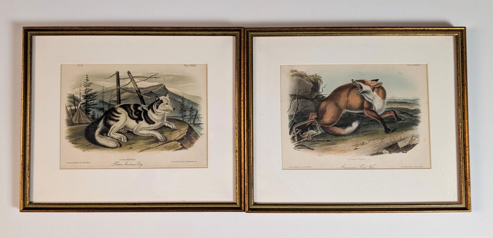 American Red Fox (1 of 1)