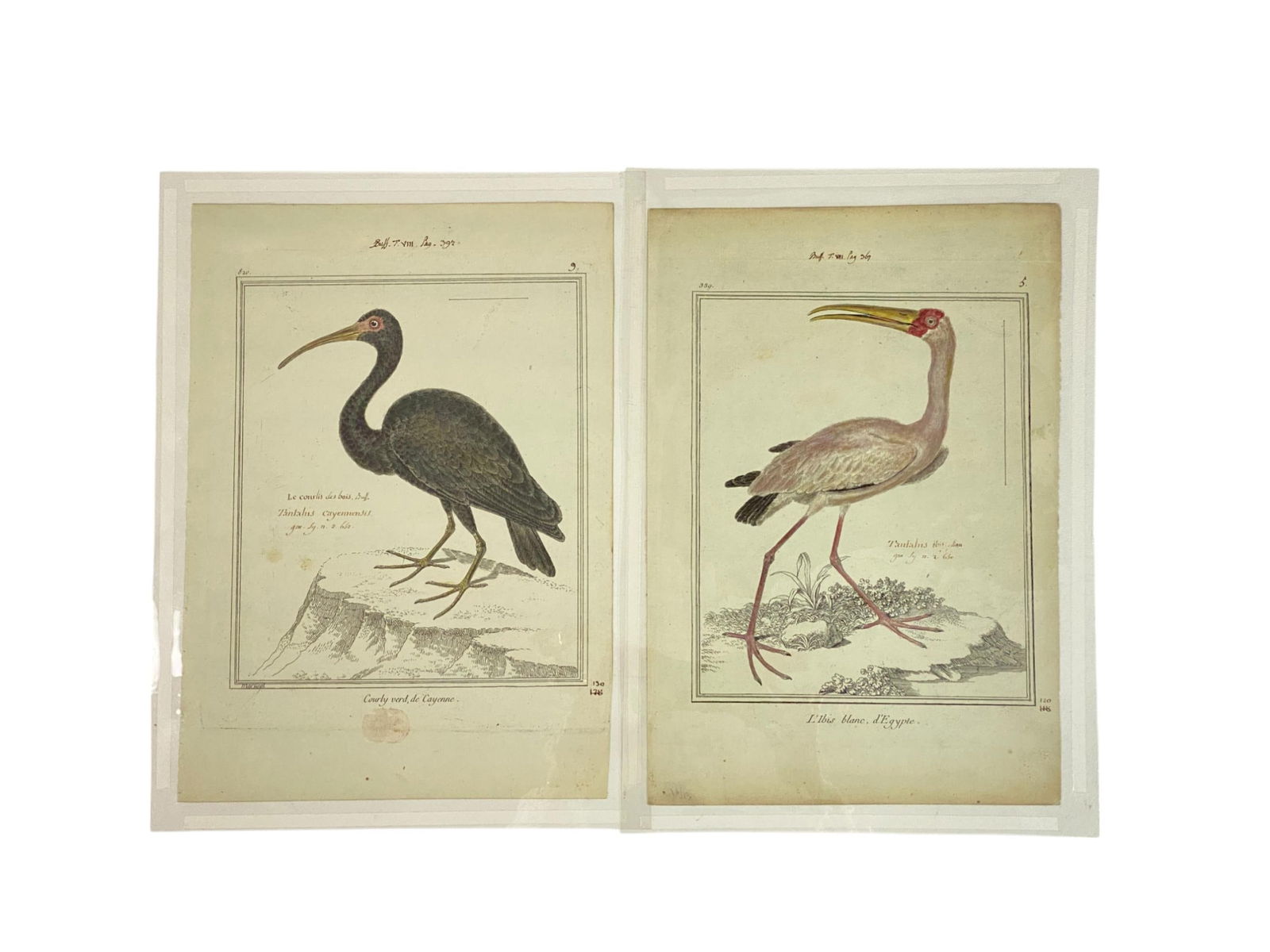 Two 18th C. Martinet and Buffont Bird Engravings. (1 of 1)