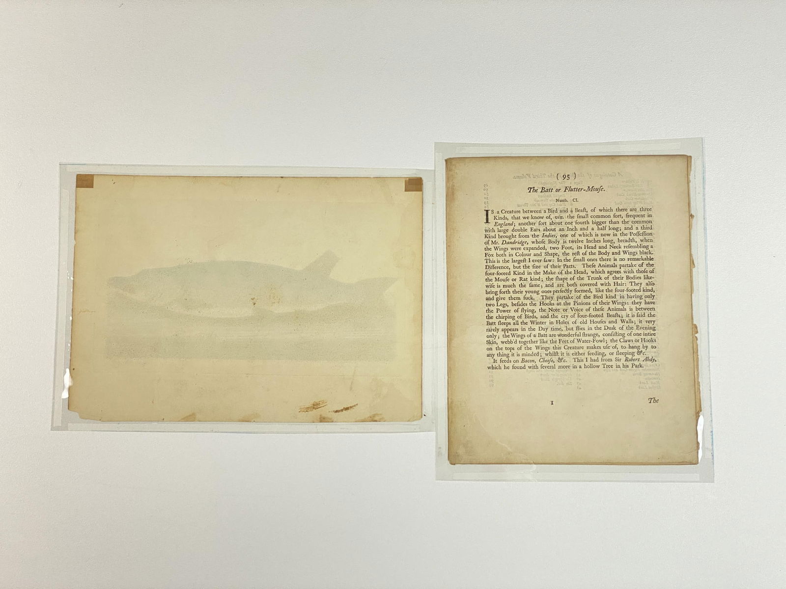 Two 18th C. Albin Hand Colored Engravings. (1 of 2)