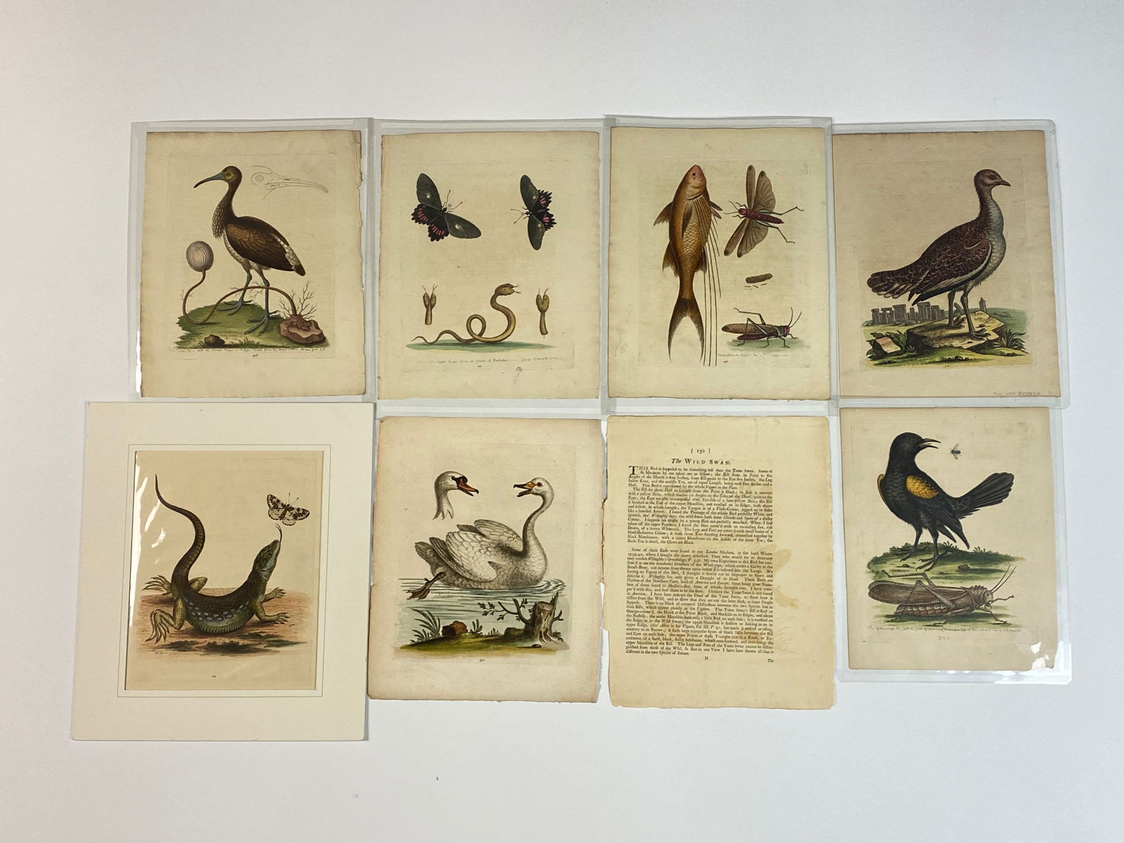 Seven 18th C. Geo. Edwards Naturalist Engravings. (1 of 1)