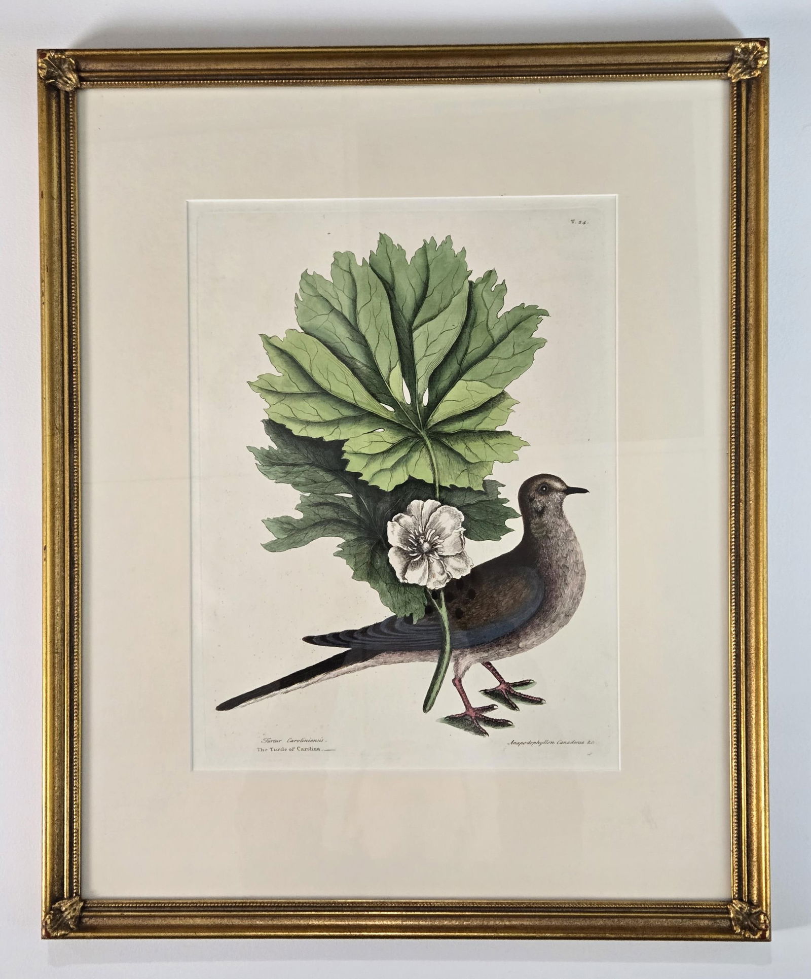 Turtle of Carolina. (1 of 2)