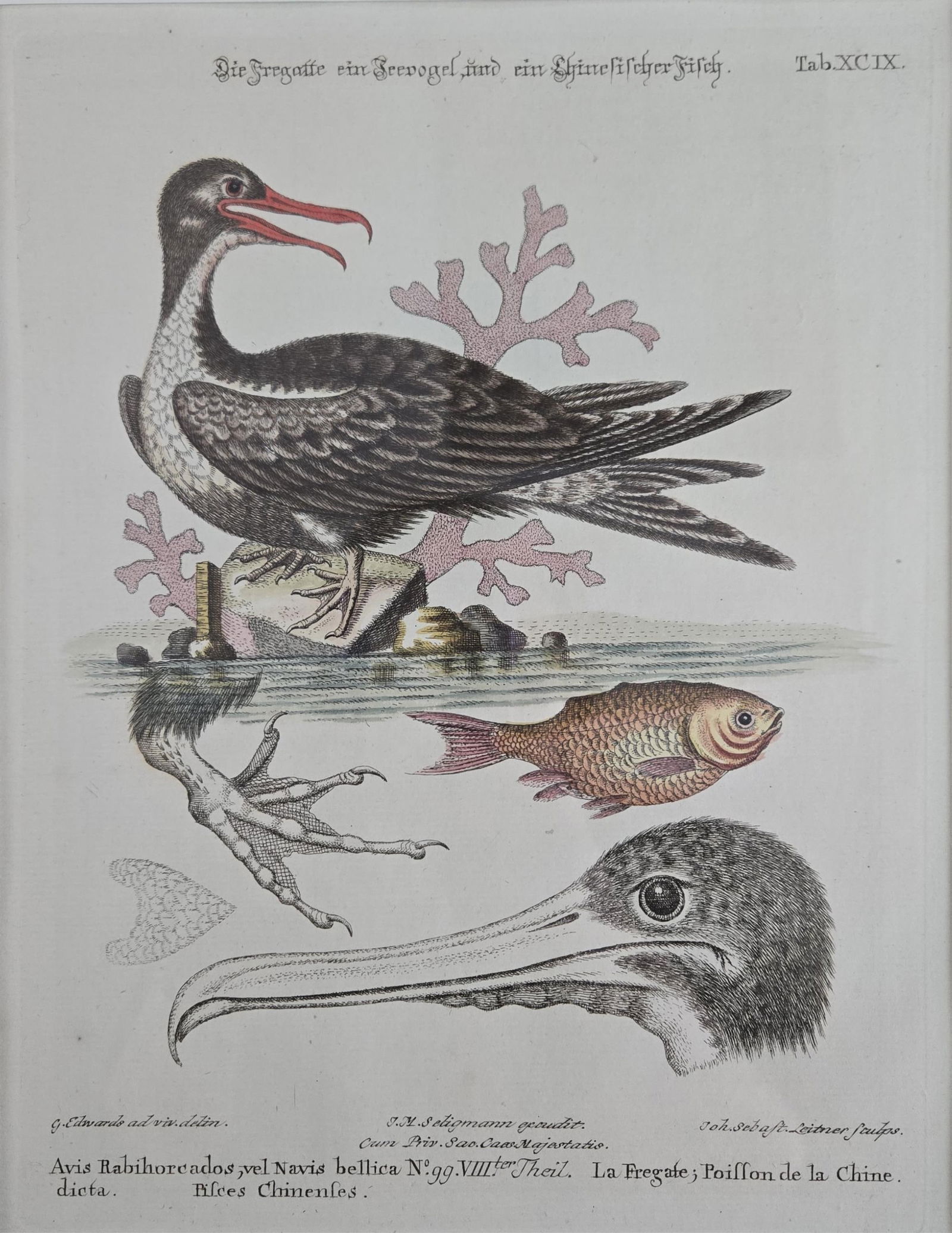 3 Framed Ornithology Engravings. (1 of 4)