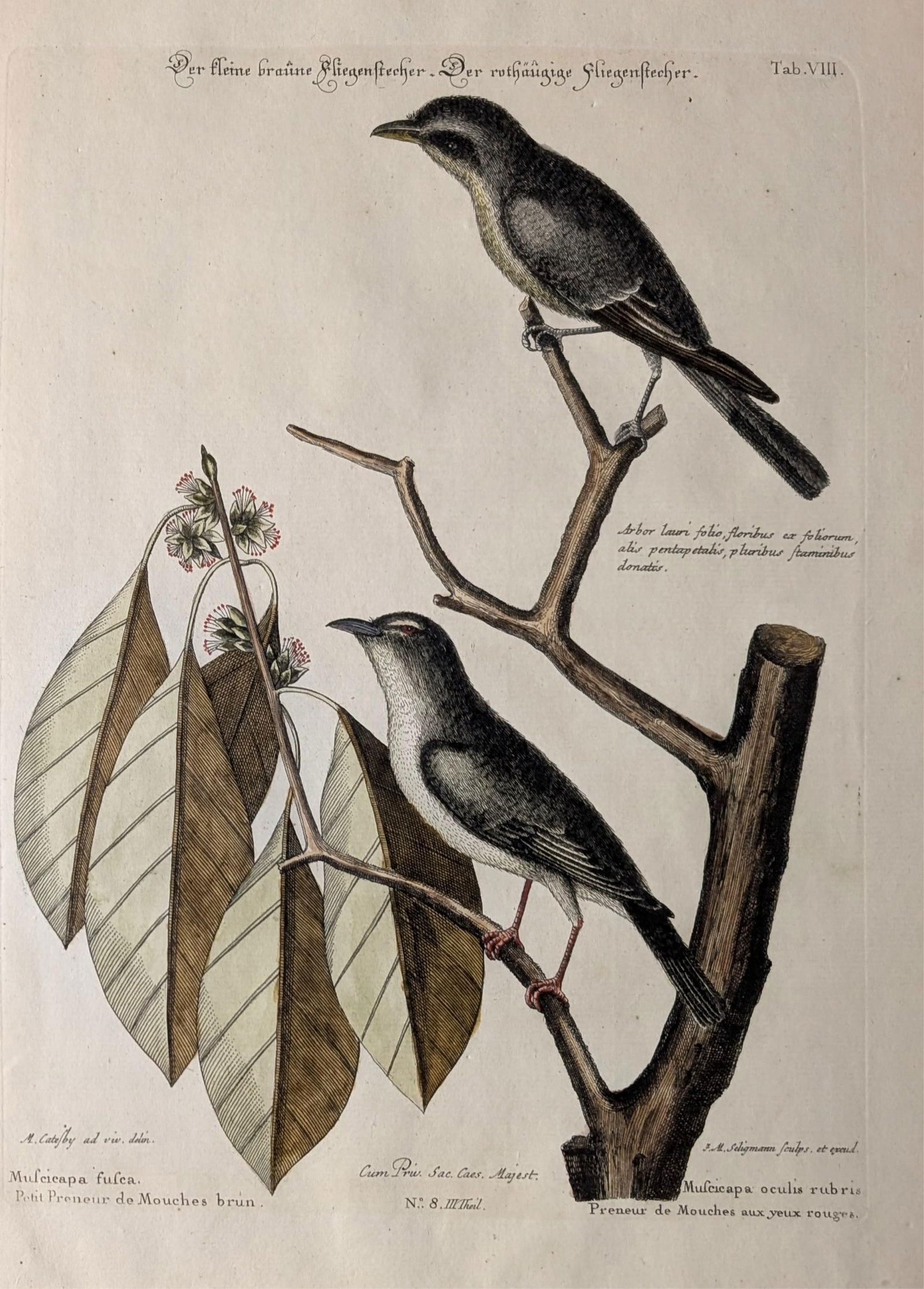 18th C. Catesby & Seligmann Brown Flycatcher. 8. (1 of 2)