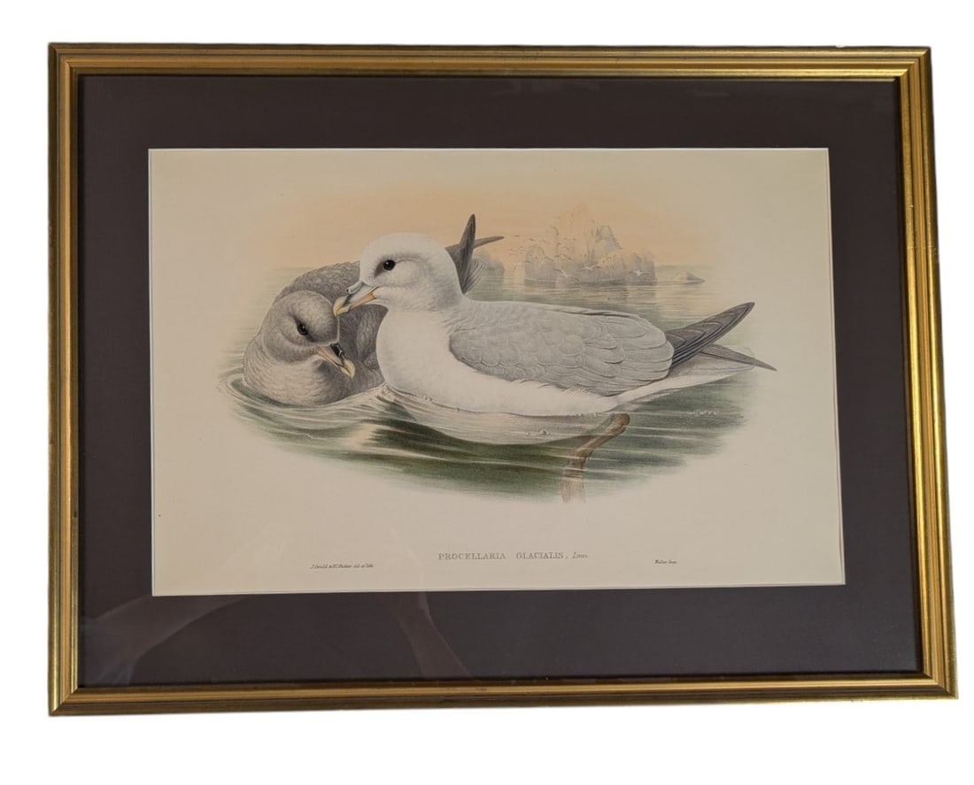 Three 19th C. Gould Prints of Sea Birds. (1 of 3)