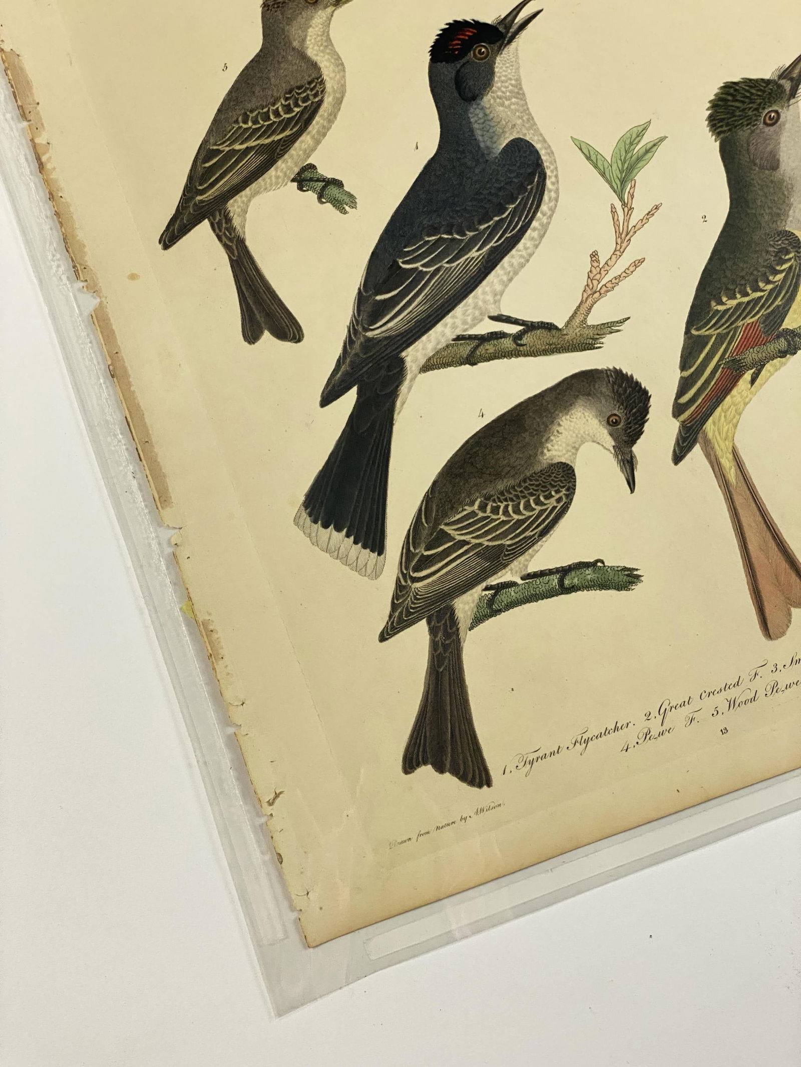 Four 1820s Wilson Engravings. Includes Woodpeckers (1 of 2)