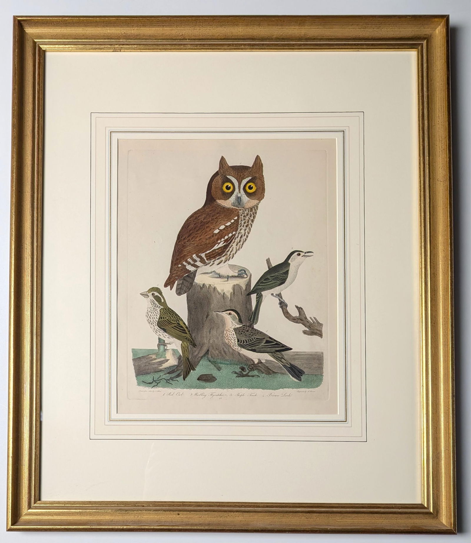 Wilson. Red Owl, Flycatcher, Finch, & Lark. 42 (1 of 2)