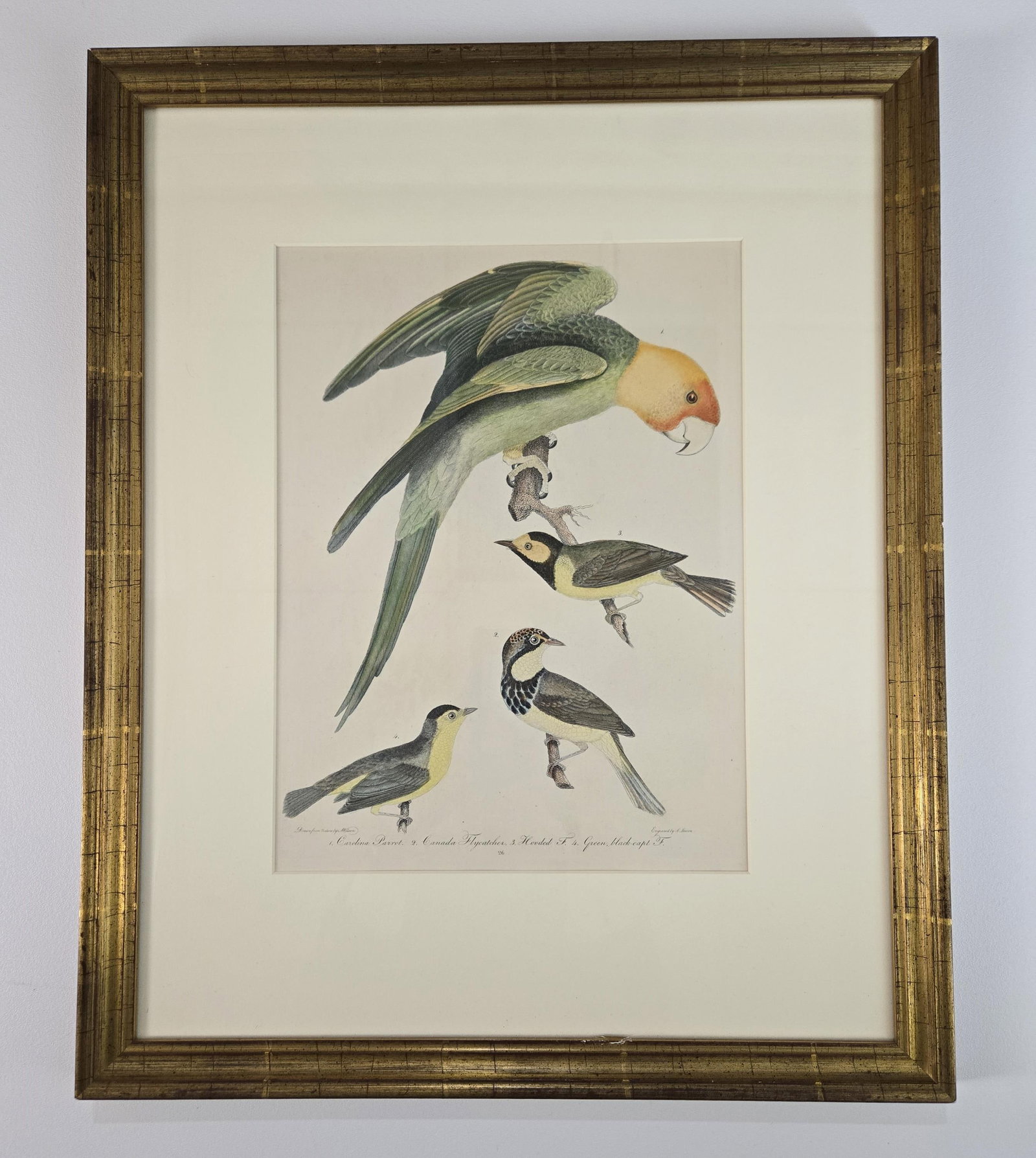 Wilson - Carolina Parrot & Flycatchers.: Wilson, Alexander (Scottish/American, 1766-1813). Carolina Parrot & Flycatchers. Plate number 26. Hand colored engraving from American Ornithology or the Natural History of the Birds of the United Sta