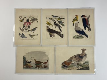 Five Early 19th C. Wilson Colored Bird Engravings.