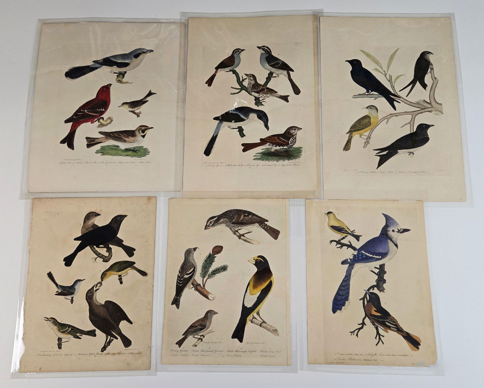 6 Alexander Wilson Bird Engravings. (1 of 1)