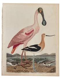 19th C. Wilson Spoonbill Bird Engraving.