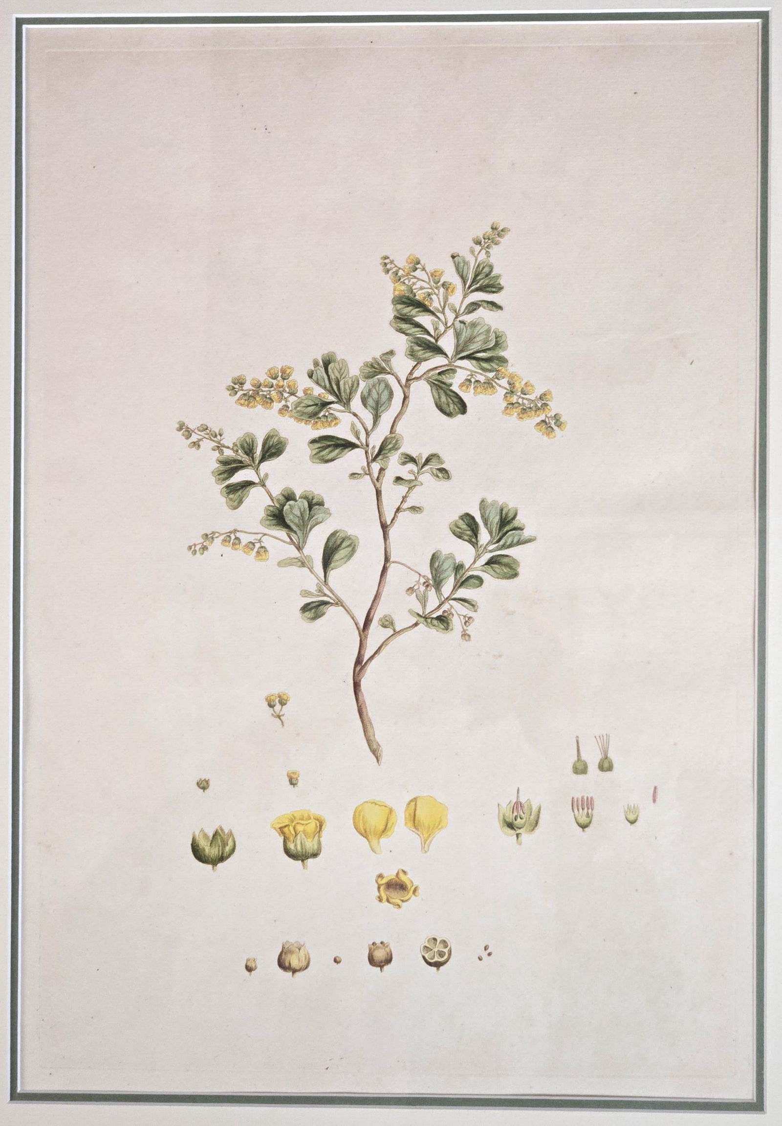 2 Handcolored Botanical Engravings. (1 of 3)