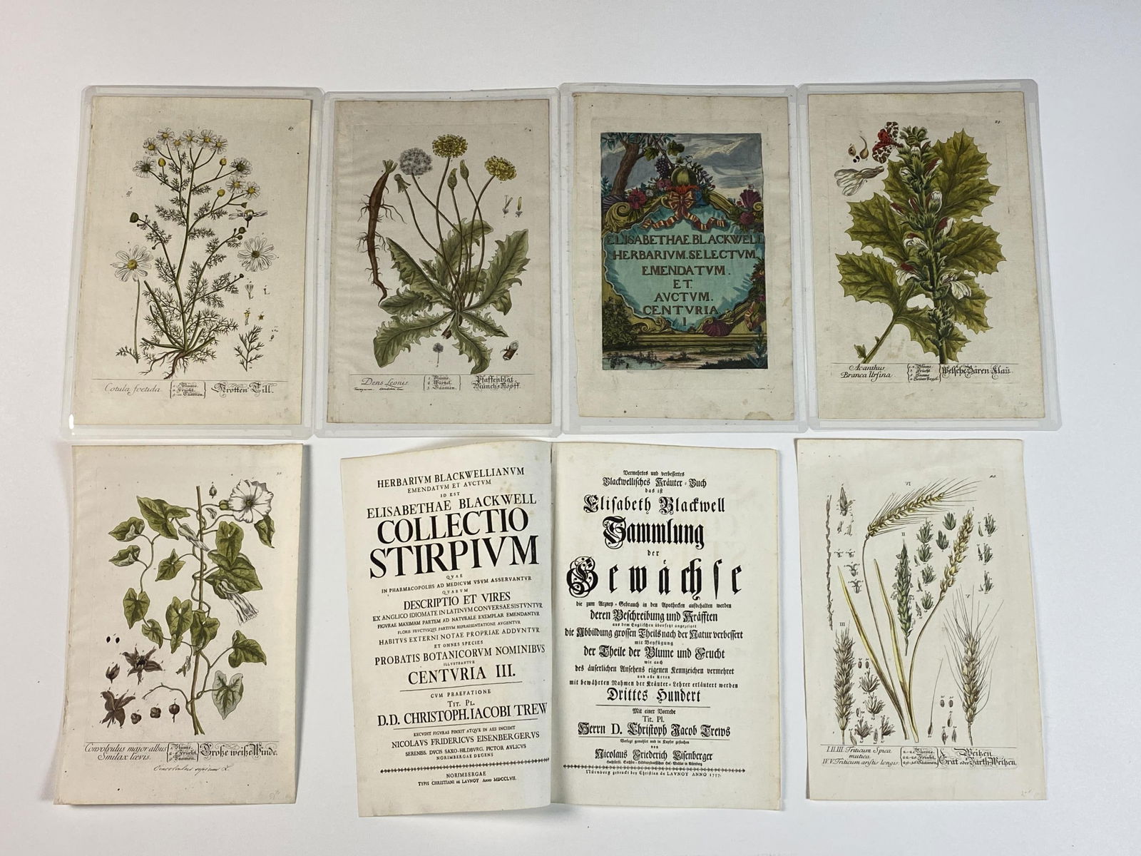 Five 18th C. Blackwell Botanical Engravings. (1 of 1)