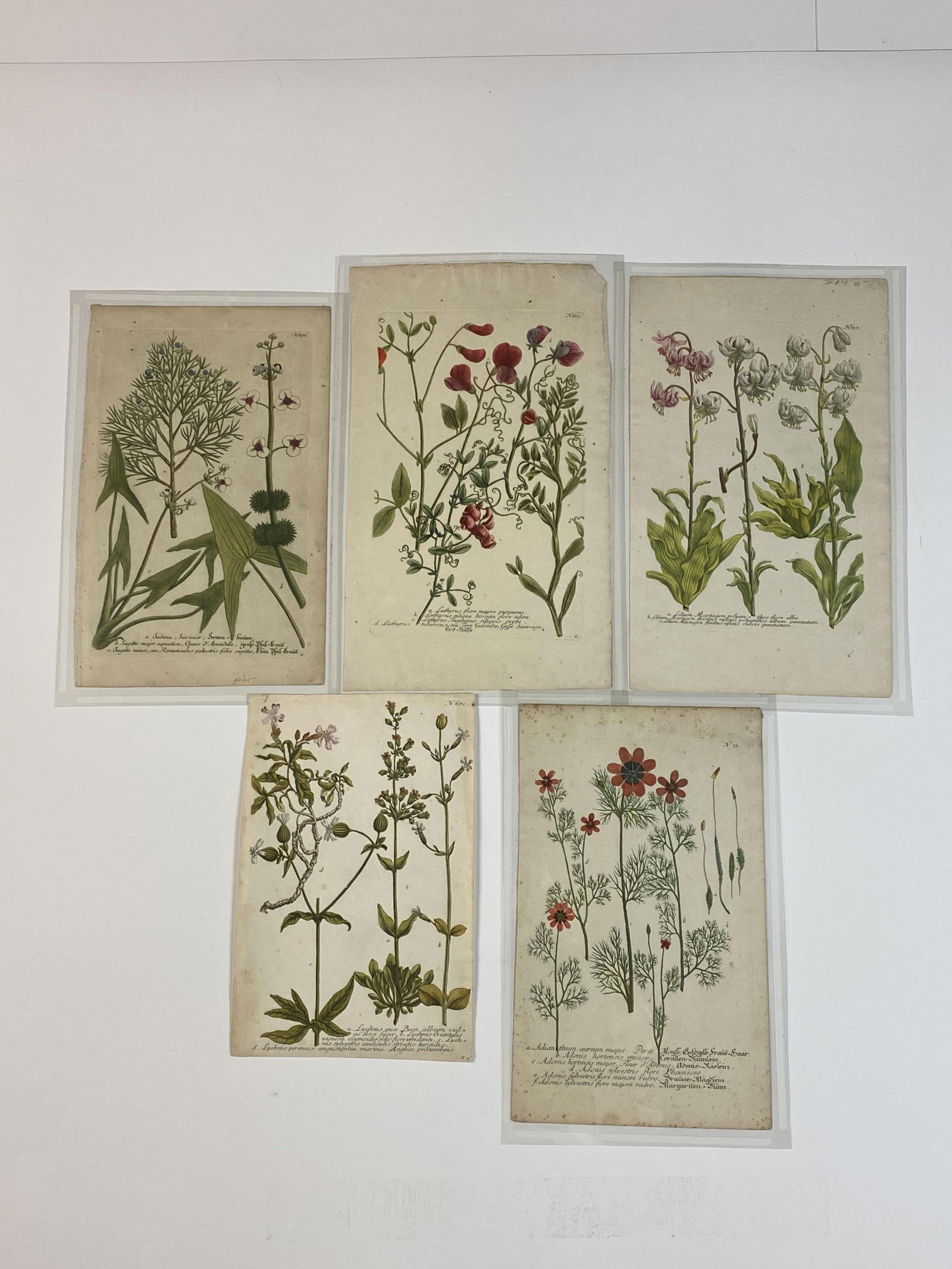 Five 18th C. Weinmann Botanical Engravings. (1 of 1)