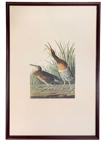 Audubon. Salt Water Marsh Hen, 204.