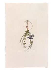 19th C. Audubon Havell Black and White Creeper.