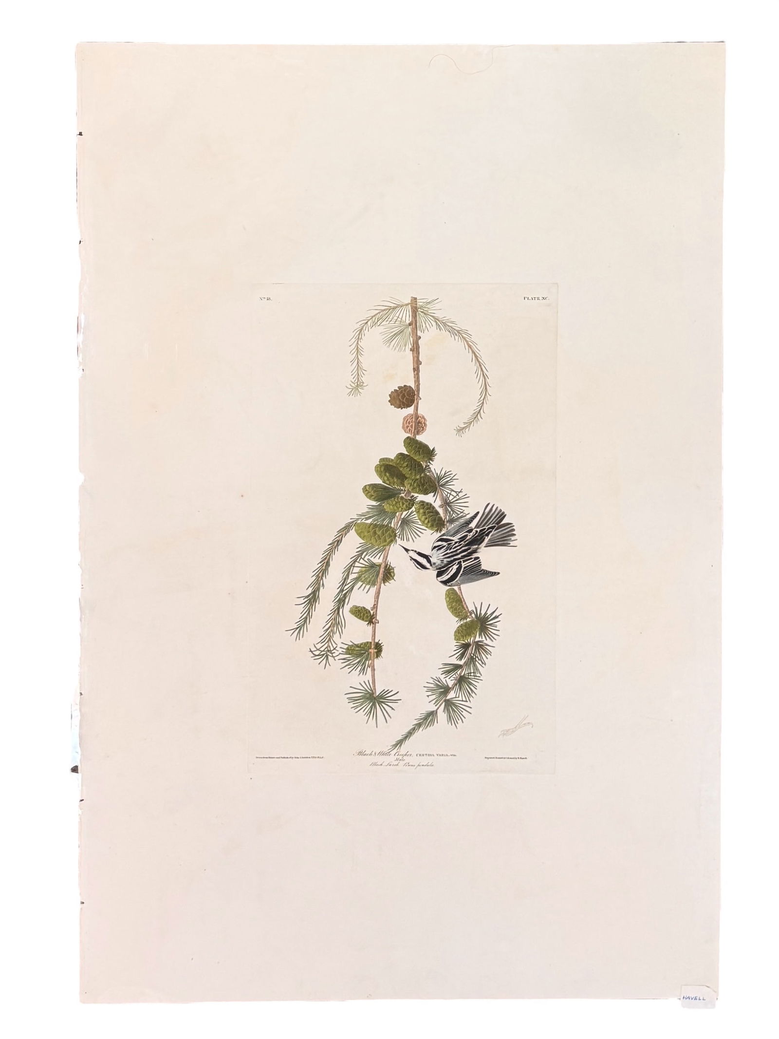 19th C. Audubon Havell Black and White Creeper. (1 of 3)