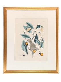 Engraving of "Flying Squirrel With Persimmon"