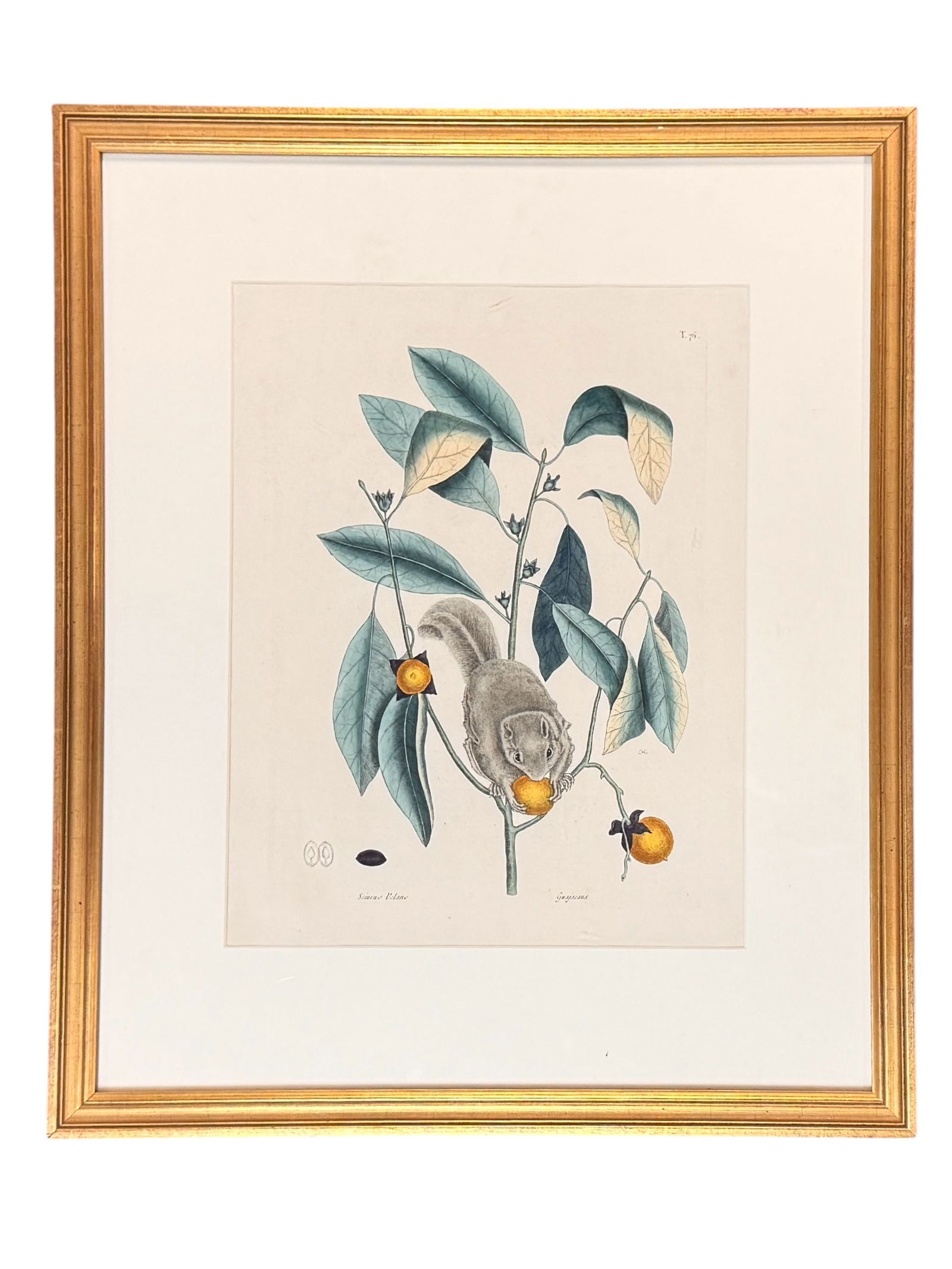 Engraving of "Flying Squirrel With Persimmon" (1 of 3)