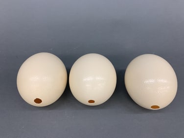 3 Ostrich eggs.