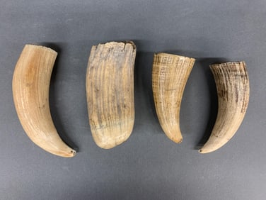 4 Sperm Whale tooth pendants, Fiji.