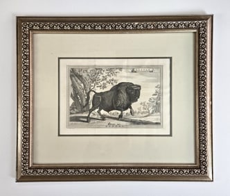 18th C. Prevost d'Exiles Engraving of Buffalo