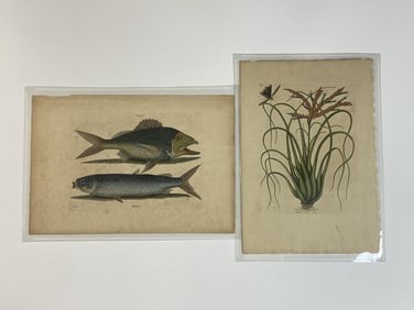 Two 18th C Catesby Wild Pine Grunt Fish Engravings