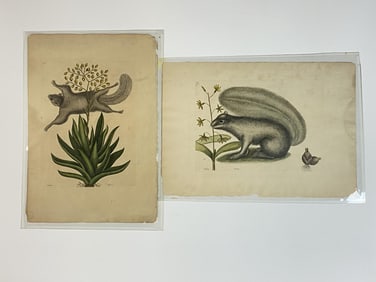 Two 18th C. Catesby Squirrel Engravings.