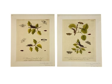 Two 18th C. Albin Caterpillar Engravings.