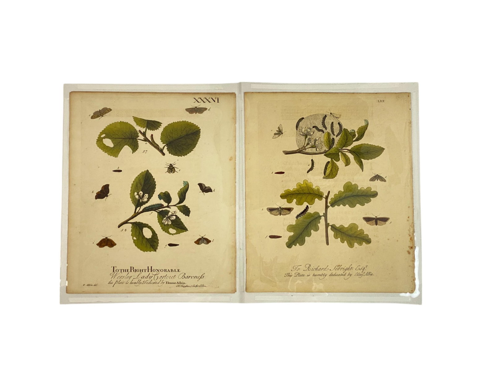 Two 18th. C. Albin Caterpillar Engravings. (1 of 2)