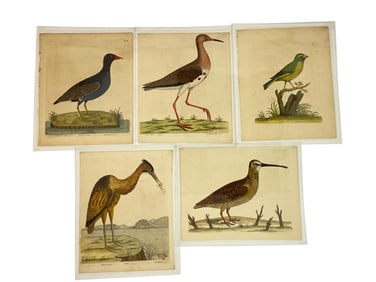 Five 18th C. Albin Hand Colored Bird Engravings.