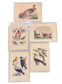 Five 19th C. Wilson Hand Colored Bird Engravings.