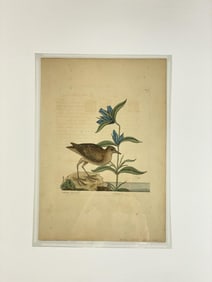 18th C. Catesby Pl. 70 Gallinule Bird Engraving.