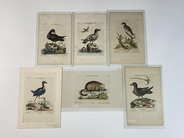 Seven 18th C. Geo. Edwards Hand Colored Engravings