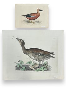 19th C. Selby Wild Duck Pl. 50 Engraving.