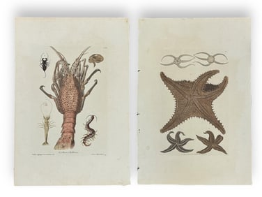 Two 18th C. Knorr Sea Life Engravings.