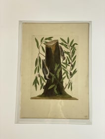 18th C. Catesby The Small Nuthatch T. 22 Engraving