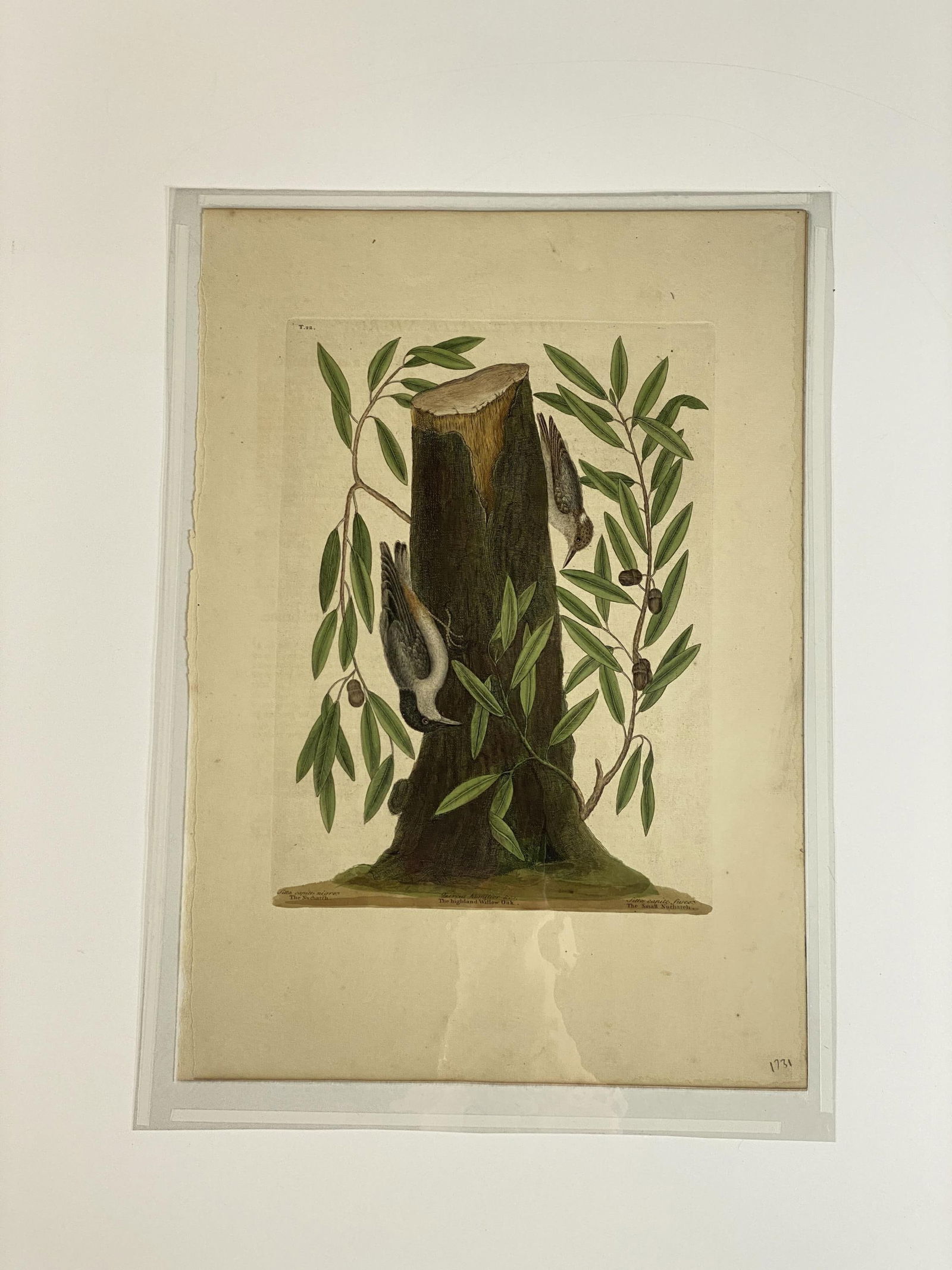 18th C. Catesby The Small Nuthatch T. 22 Engraving (1 of 2)