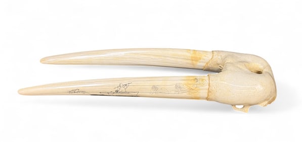 Martha Okinello scrimshaw skull with tusk.