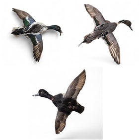 American Wigeon, Bluebill, & Shoveler taxidermy.