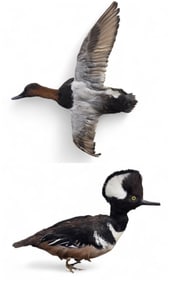 Canvasback & Hooded Merganser taxidermy mount.